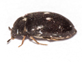 Attagenus pellio